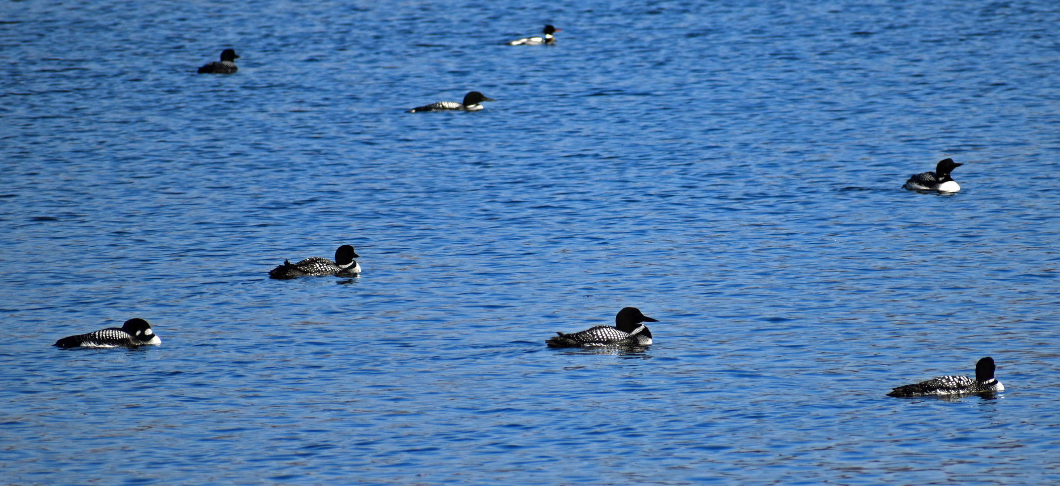 A group of loons
